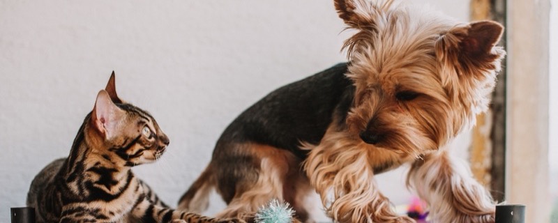 Keystone Pet Place banner